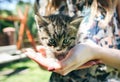 Happy girl with bright nails is holding small cute kitten in her hands. Smiling woman is playing with a cat outdoors. Furry pet Royalty Free Stock Photo