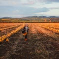 Happy girl in dark blue coat running on the pumpkin field