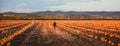 Happy girl in dark blue coat running on the pumpkin field