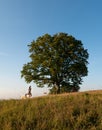 A girl runs with a dog, on a meadow against a big tree background Royalty Free Stock Photo