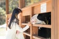 Happy girl feeding calf ranch in South Korea Royalty Free Stock Photo