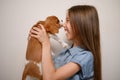 Happy girl holding a cute Cavalier King Charles Spaniel puppy, given to her for the holiday, he licks his nose Royalty Free Stock Photo