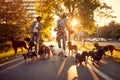 Happy girl and man dog walker with dogs enjoying in walk Royalty Free Stock Photo