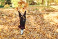 Happy girl playing with fallen leaves. Adorable schoolgirl walking in autumn park after school Royalty Free Stock Photo