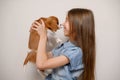 Happy girl rejoices at her new pet, holding funny Cavalier King Charles Spaniel puppy in her arms, he licks her nose Royalty Free Stock Photo