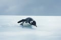 A happy - go - lucky penguin sliding on the ice. Generative AI Royalty Free Stock Photo