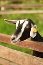 Happy goat behind a fence