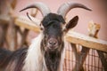 Happy goat with curved horns is in the paddock on a pink background