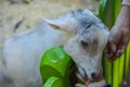 Happy goat eating food from hand in zoo.