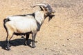 Happy goat in the zoo in nature