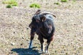 Happy goat in the zoo in nature