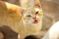 Happy golden cat portrait in sunny summer garden Royalty Free Stock Photo