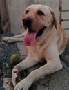 Happy and Cute Labrador Retriever Dog posing with his ball Royalty Free Stock Photo