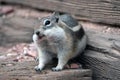 Happy Golden Mantled Ground Squirrel