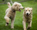 Happy Golden Retreiver Dog with Poodle Playing Fetch Dogs Pets Royalty Free Stock Photo