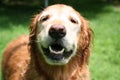 Happy Golden Retriever