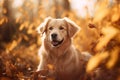 Happy golden retriever in the autumn park