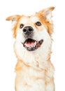 Happy Golden Retriever Crossbreed Dog Looking Up Royalty Free Stock Photo