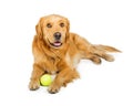 Happy Golden Retriever Dog With Ball Royalty Free Stock Photo