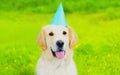 Happy Golden Retriever dog in birthday paper cap looking away on green grass