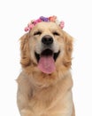 happy golden retriever dog with flowers headband sticking out tongue Royalty Free Stock Photo