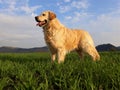 Happy golden retriever dog on the green field