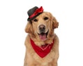 happy golden retriever dog with hat and red bandana panting Royalty Free Stock Photo