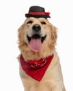 happy golden retriever dog with hat and red bandana sticking out tongue Royalty Free Stock Photo