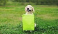 Happy Golden Retriever dog holding green shopping bag in the teeth in park Royalty Free Stock Photo