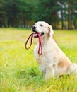 Happy Golden Retriever dog with leash sitting on grass Royalty Free Stock Photo