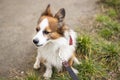 Happy Golden Retriever dog with leash sitting on grass in summer a walk in the city center Royalty Free Stock Photo