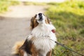 Happy Golden Retriever dog with leash sitting on grass in summer a walk in the city center Royalty Free Stock Photo