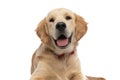 Happy golden retriever dog panting and looking at the camera Royalty Free Stock Photo