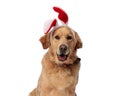 happy golden retriever dog with rabbit ears headband panting Royalty Free Stock Photo