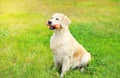 Happy Golden Retriever dog with rubber bone toy on grass Royalty Free Stock Photo