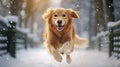 Happy golden retriever dog running in a winterforest Royalty Free Stock Photo