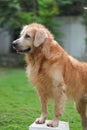 Golden retriever standing after bath Royalty Free Stock Photo