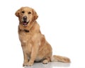 happy golden retriever dog sticking out tongue and panting Royalty Free Stock Photo