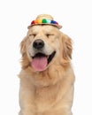 happy golden retriever dog with tassels hat sticking out tongue and panting Royalty Free Stock Photo