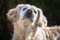 Happy golden retriever with ears perked up