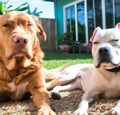 Happy golden retriever laying on the ground, happy pitbull, black dog laying in the ground, black retriever.