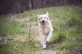 Happy Golden Retriever in motion