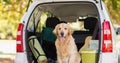 Happy golden retriever pet dog sitting inside open car boot in park Royalty Free Stock Photo