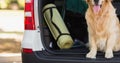 Happy golden retriever pet dog sitting inside open car boot in park Royalty Free Stock Photo