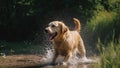 Happy Golden Retriever playing in the water. Cute dog running and splashing water. Royalty Free Stock Photo