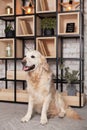 Happy golden retriever puppy dog in loft modern living room Royalty Free Stock Photo