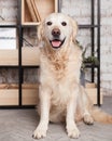 Happy golden retriever puppy dog in loft modern living room