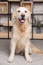 Happy golden retriever puppy dog in loft modern living room