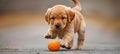 Happy golden retriever puppy enjoying a game of fetch with a friend in the picturesque park Royalty Free Stock Photo