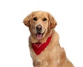 happy golden retriever puppy with red bandana panting and sticking out tongue Royalty Free Stock Photo
